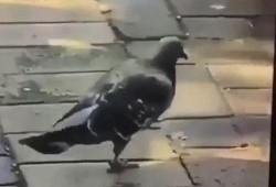 啪啪啪动态视频,一场令人心跳加速的啪啪啪动态视频回顾